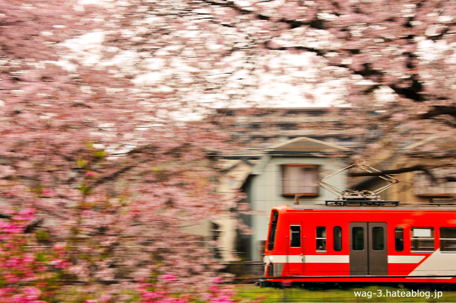 PLAYBACK】流鉄と桜。 - 鉄道に乗ることから旅は始まる