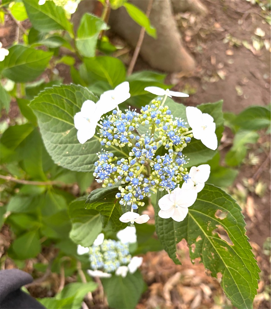 f:id:wagashi-okeya:20260617055758j:image f:id:wagashi-okeya:20260617055758j:image