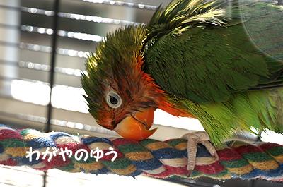 3/4 日光浴 画像