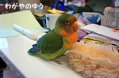 3/17 鳥さん会 画像