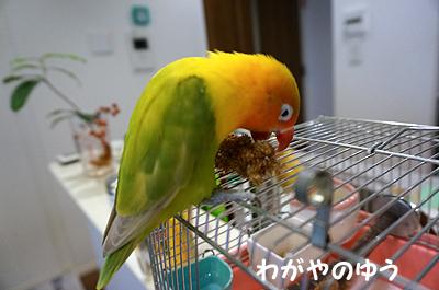 3/17 鳥さん会 画像