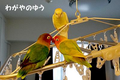 3/17 鳥さん会 画像