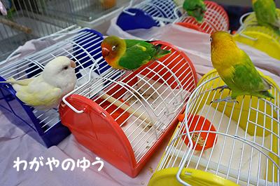 3/17 鳥さん会 画像