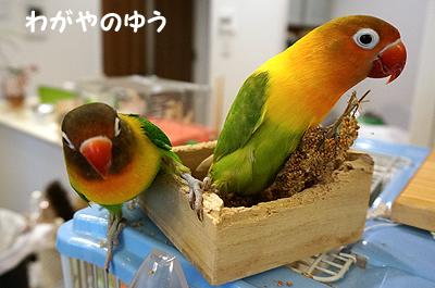 3/17 鳥さん会 画像