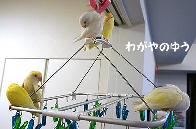 3/17 鳥さん会 画像