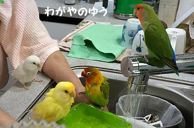 3/17 鳥さん会 画像