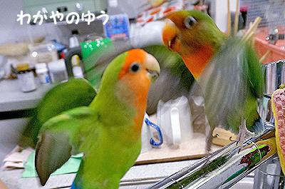 3/17 鳥さん会 画像