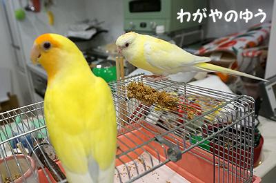 3/17 鳥さん会 画像