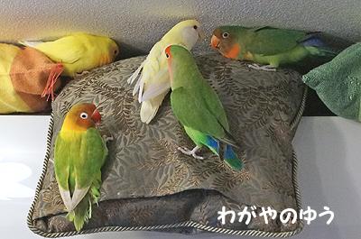 3/17 鳥さん会 画像