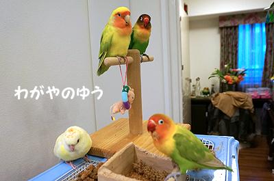 3/17 鳥さん会 画像