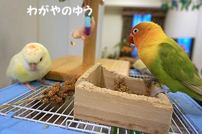 3/17 鳥さん会 画像