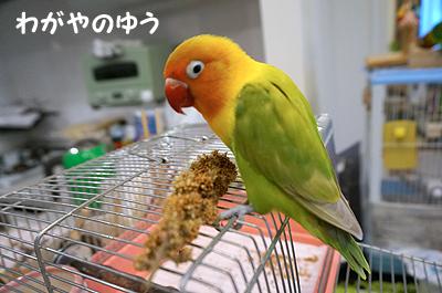 3/17 鳥さん会 画像