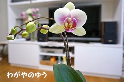 3/21 胡蝶蘭開花 画像