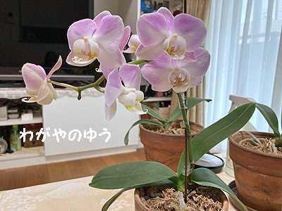 20220512_kotyou01.jpg