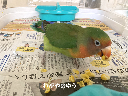 ここ