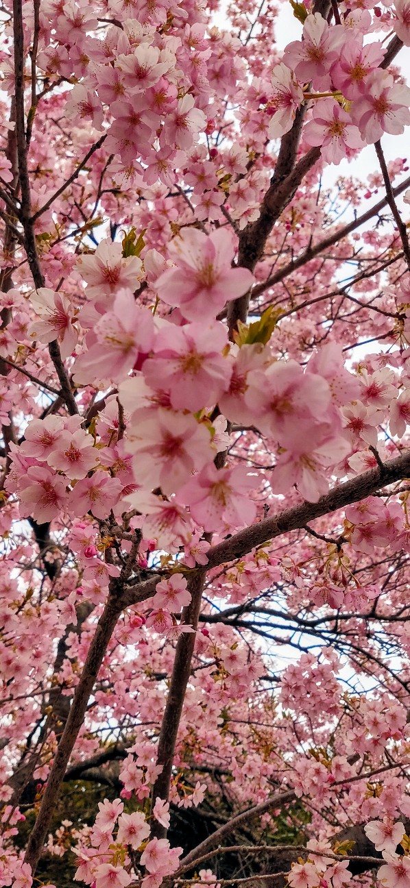 f:id:waguwagu:20240318220820j:image