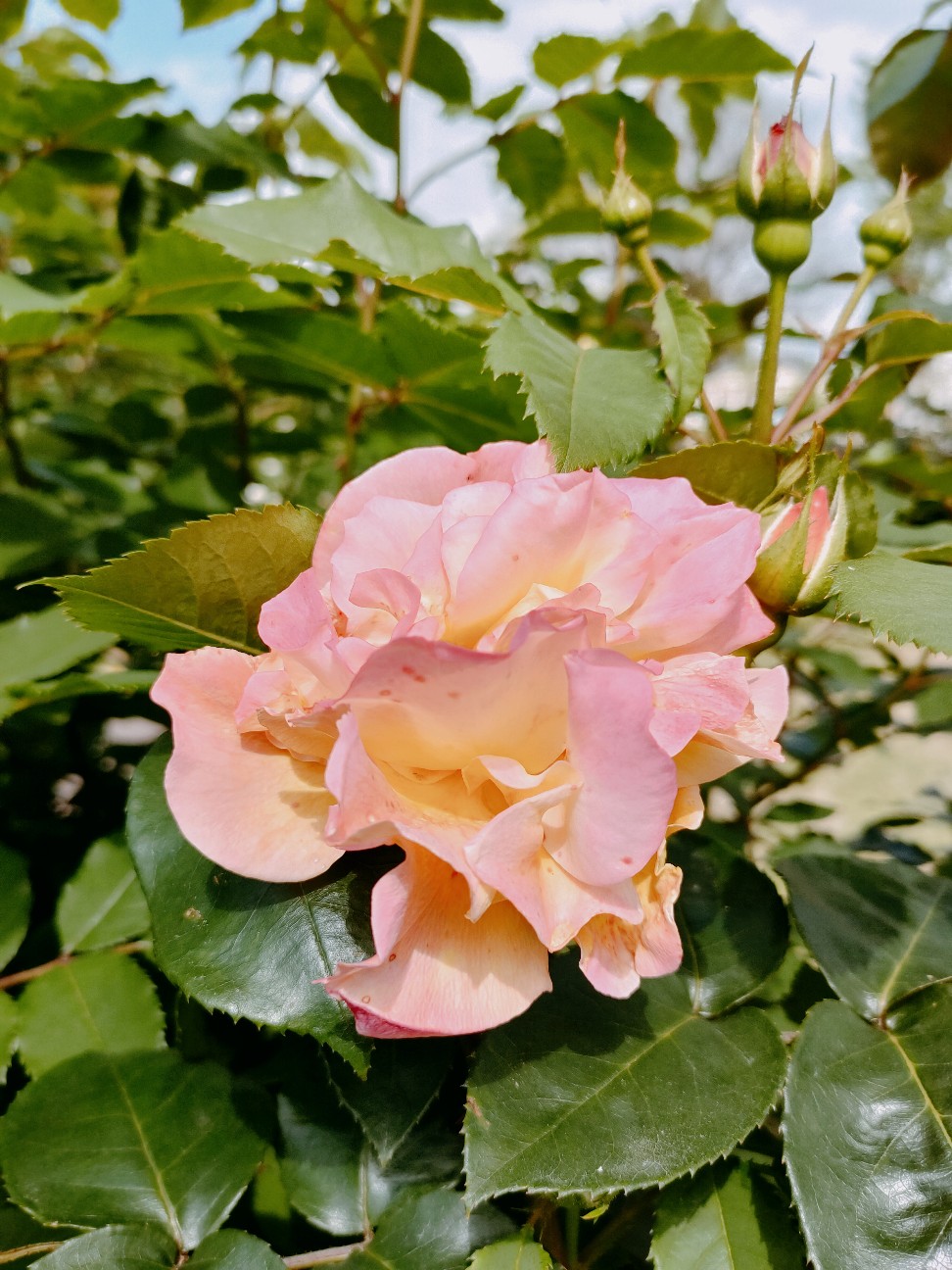 f:id:waha2504:20260427122436j:image