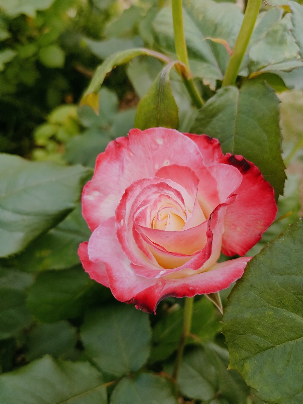 f:id:waha2504:20260427122444j:image