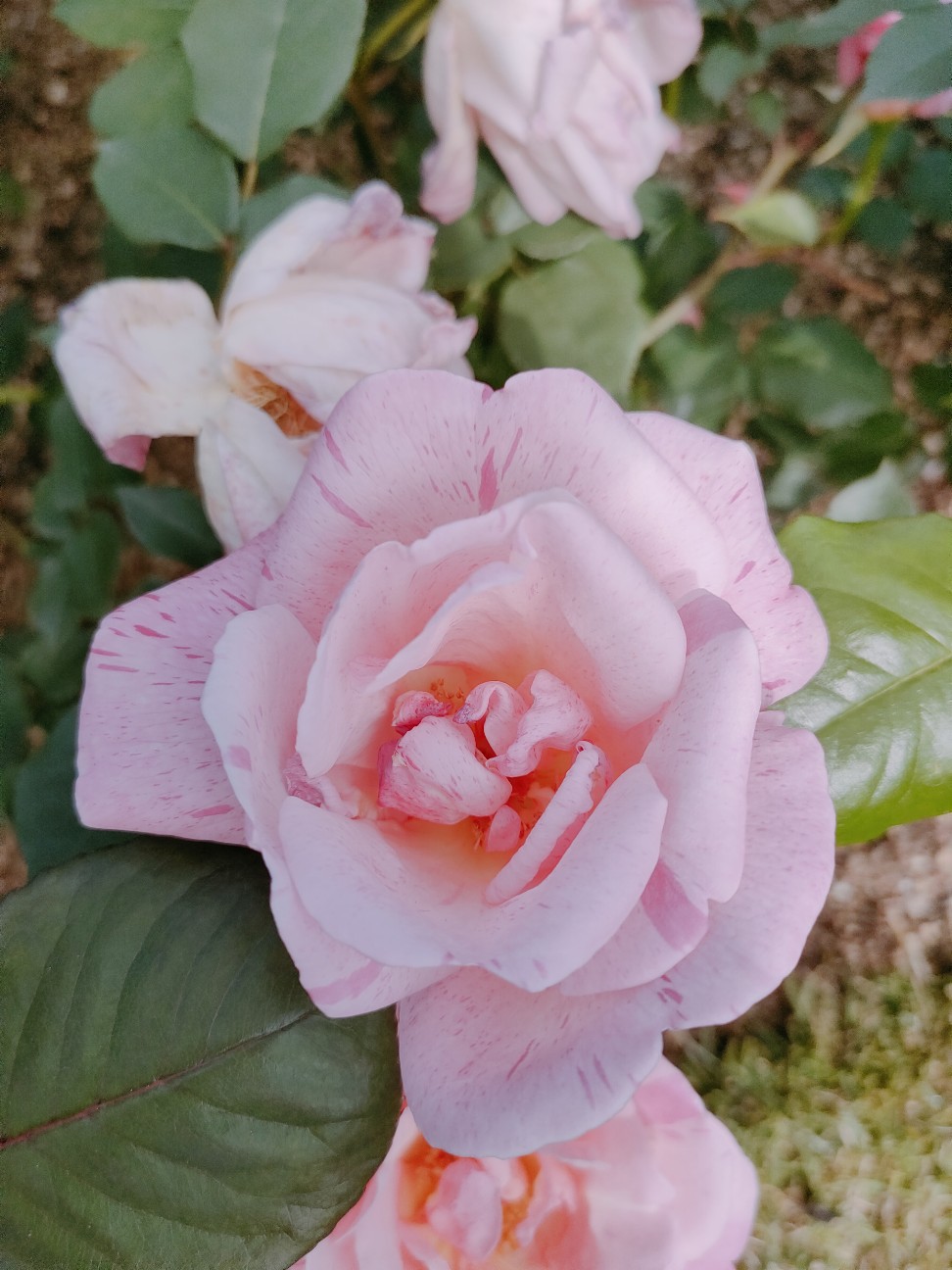 f:id:waha2504:20260427122452j:image