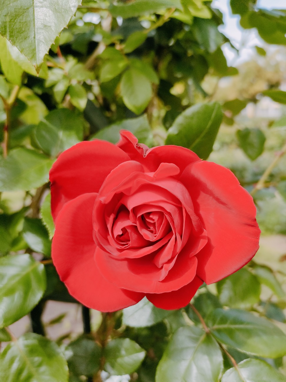 f:id:waha2504:20260427122459j:image