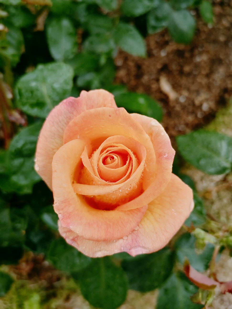 f:id:waha2504:20260427122609j:image