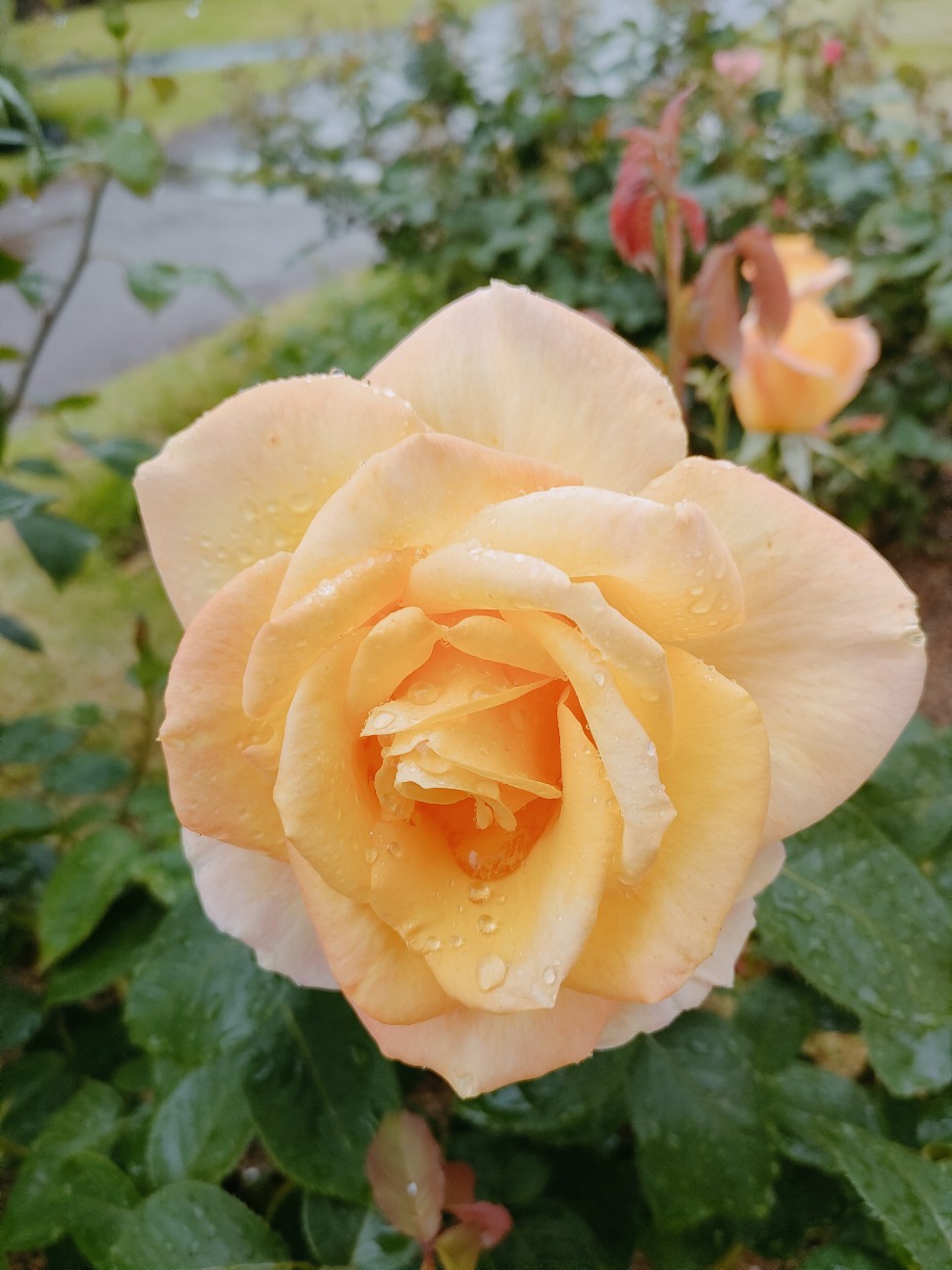 f:id:waha2504:20260427122610j:image