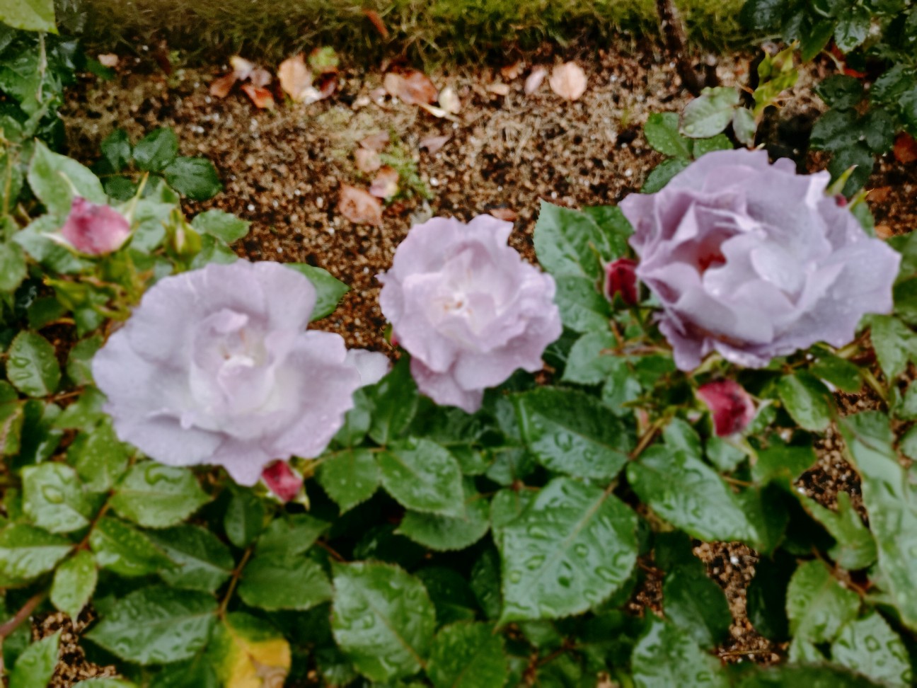 f:id:waha2504:20260427122613j:image