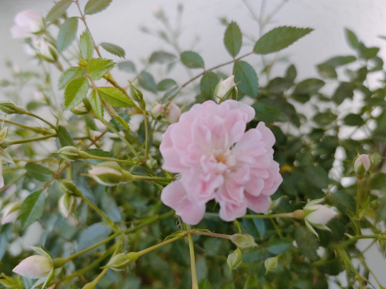 f:id:waha2504:20260513163301j:image