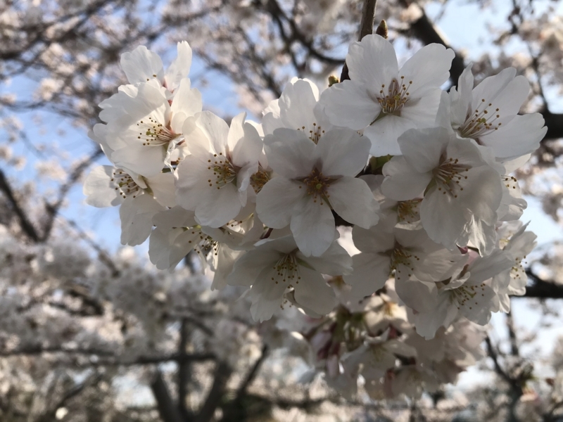 桜