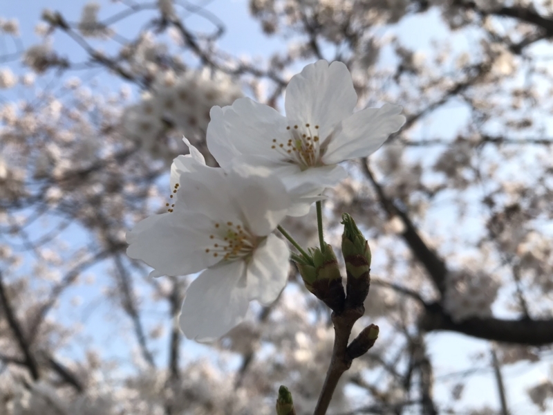 f:id:wainori2199:20180329204015j:plain f:id:wainori2199:20180329204015j:plain