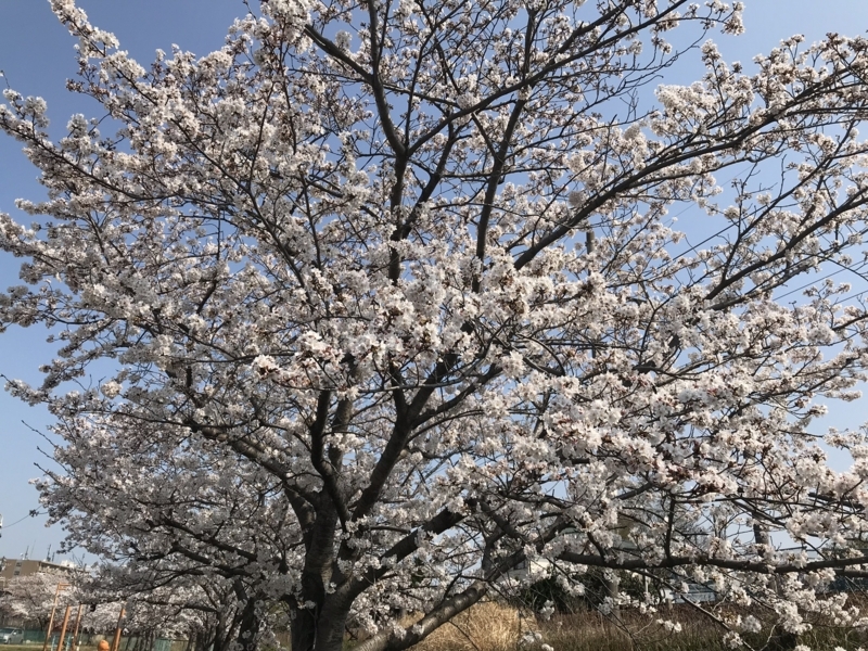 f:id:wainori2199:20180329204036j:plain f:id:wainori2199:20180329204036j:plain