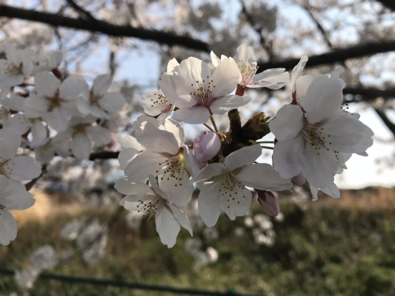 f:id:wainori2199:20180329204112j:plain f:id:wainori2199:20180329204112j:plain