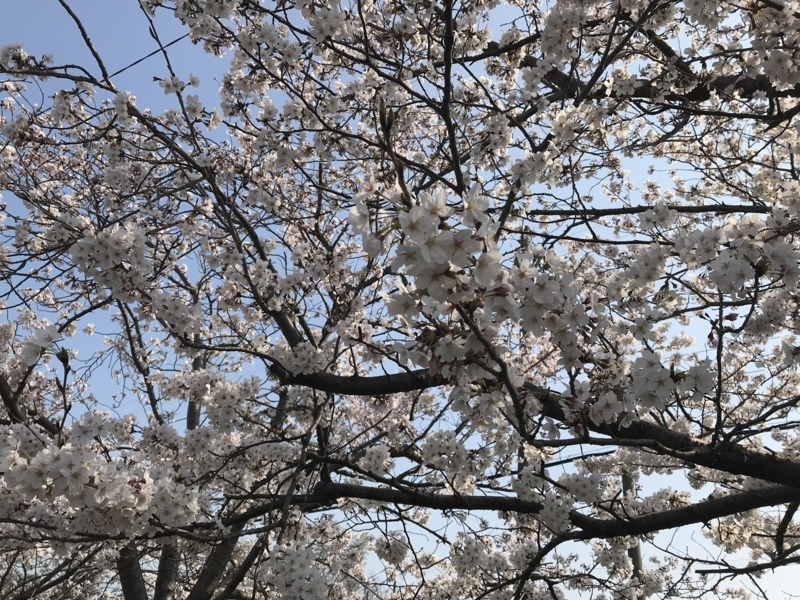 f:id:wainori2199:20180329204122j:plain f:id:wainori2199:20180329204122j:plain