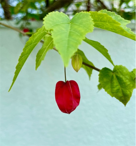 f:id:waisuta12:20220607184825j:image f:id:waisuta12:20220607184825j:image