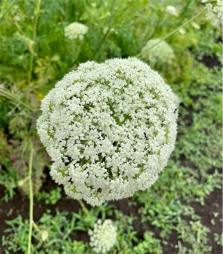 とてもきれいな人参の花畑 野菜の花はかわいい ワイワイ日記 とてもきれいな人参の花畑 野菜の花はかわいい ワイワイ日記