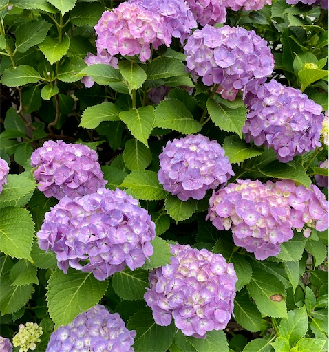 f:id:waisuta12:20220607184835j:image f:id:waisuta12:20220607184835j:image