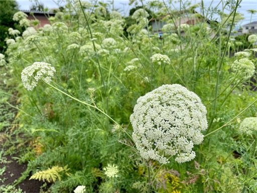 とてもきれいな人参の花畑 野菜の花はかわいい ワイワイ日記