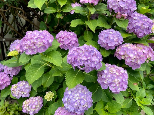 f:id:waisuta12:20220607184903j:image f:id:waisuta12:20220607184903j:image