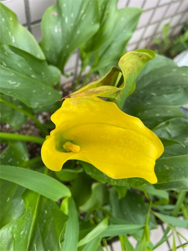 f:id:waisuta12:20220721104729j:image