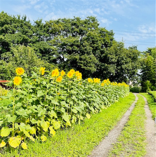 f:id:waisuta12:20220721104739j:image