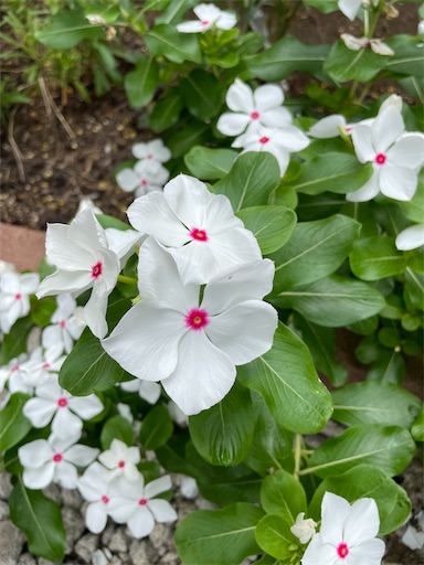 f:id:waisuta12:20220808094151j:image