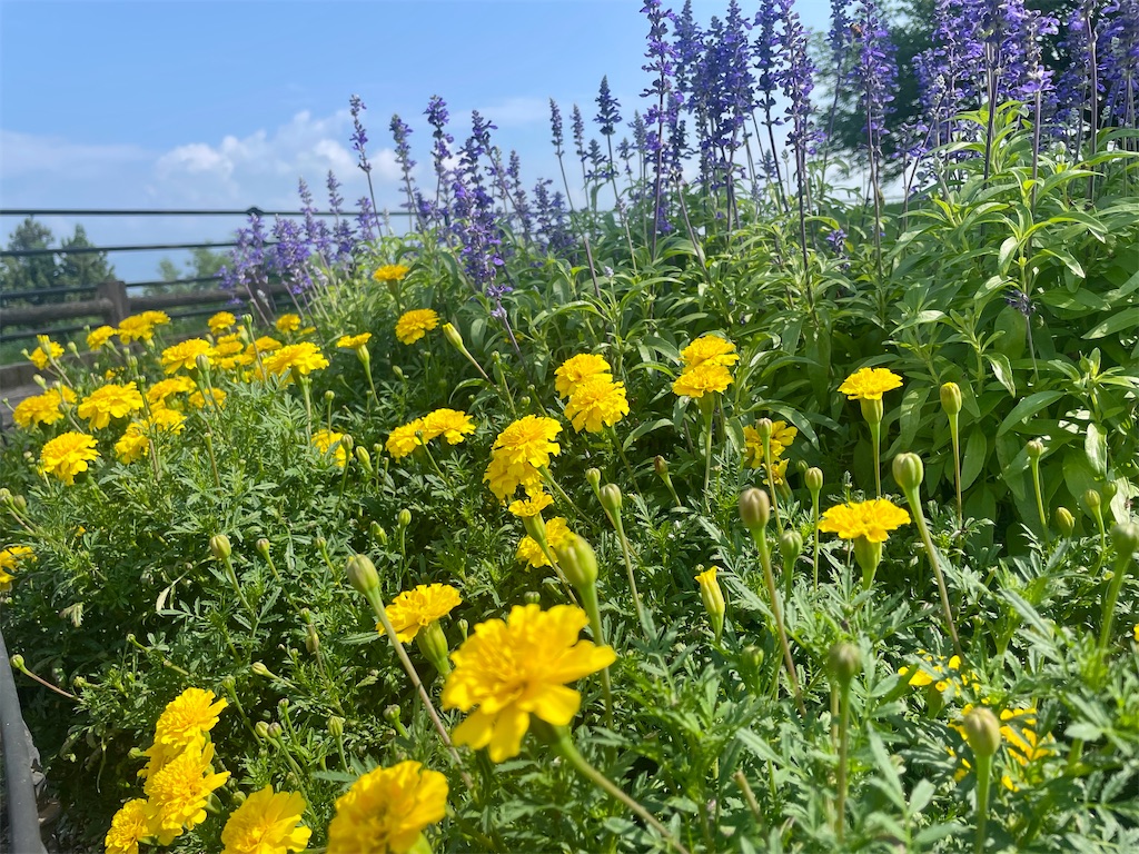 f:id:waisuta12:20260725080121j:image