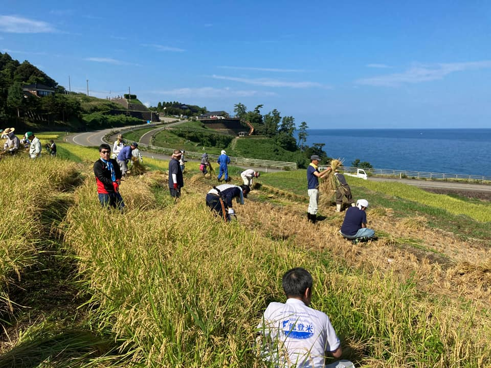 今年の 千枚田 の稲刈りは地元ボランティアと市職員の方々で行われました 輪島たいむす