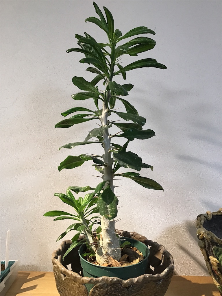 パキポディウム サンデルシー Wajin S Blog