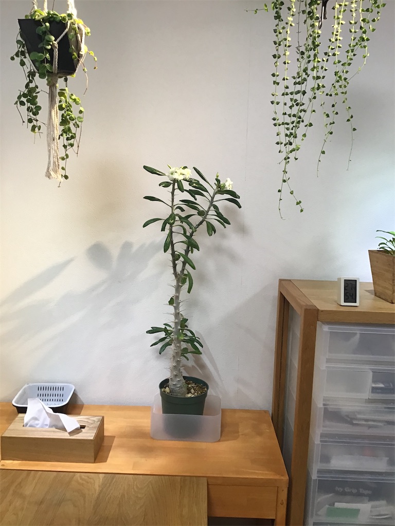 パキポディウム サンデルシー 開花 Wajin S Blog