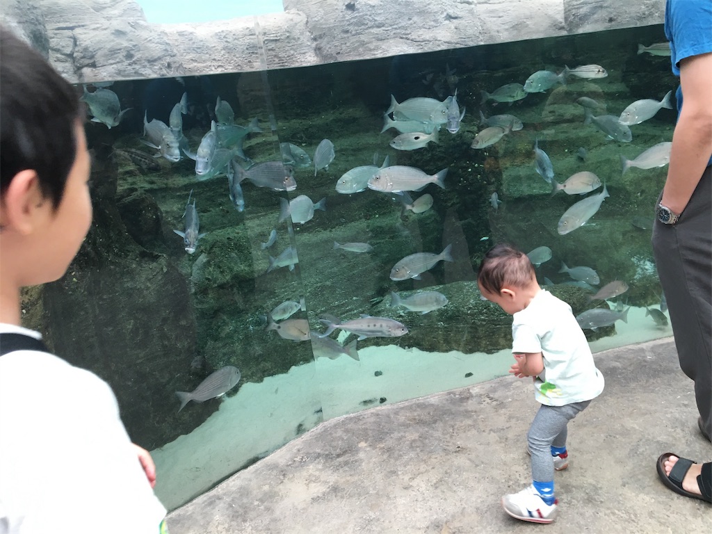 f:id:waka212517:20190810131202j:image