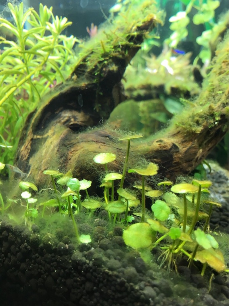 f:id:waka2light:20171201130316j:image f:id:waka2light:20171201130316j:image