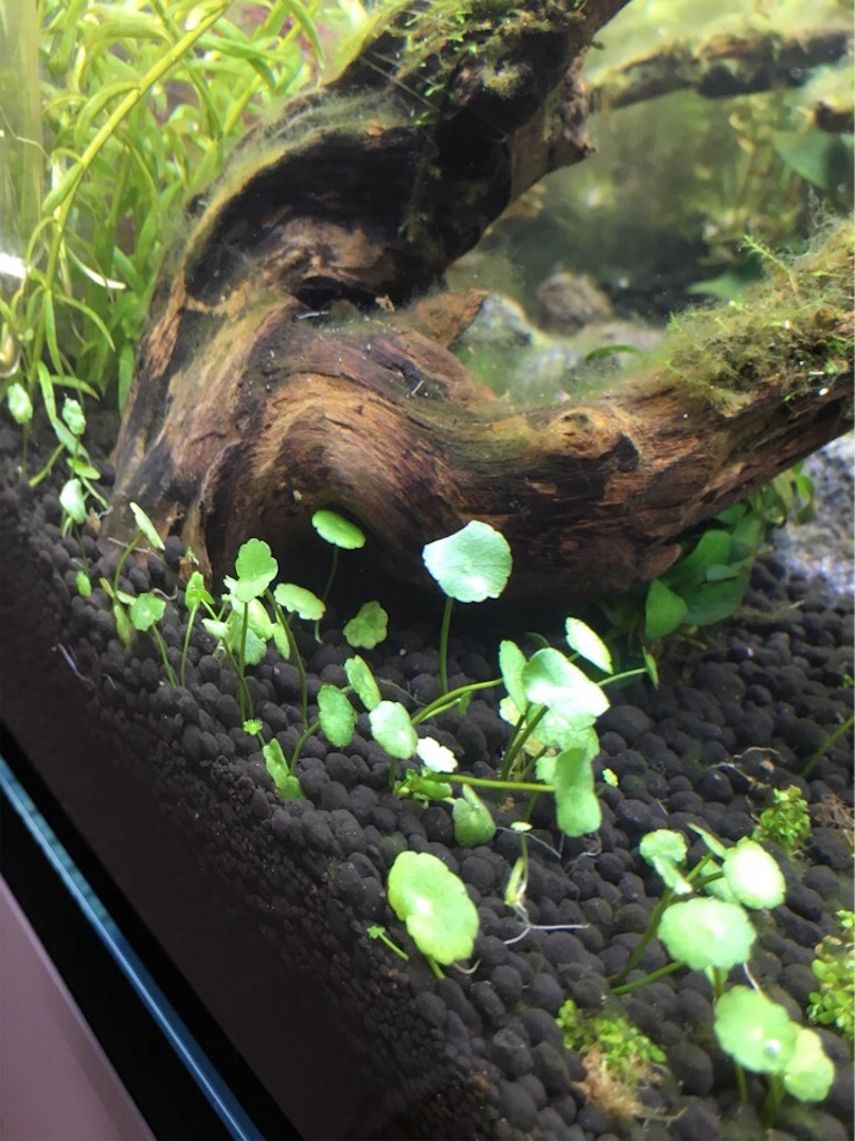 f:id:waka2light:20171201130324j:image f:id:waka2light:20171201130324j:image