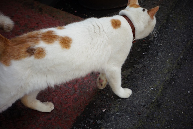 f:id:wakabkx:20170124173046j:plain