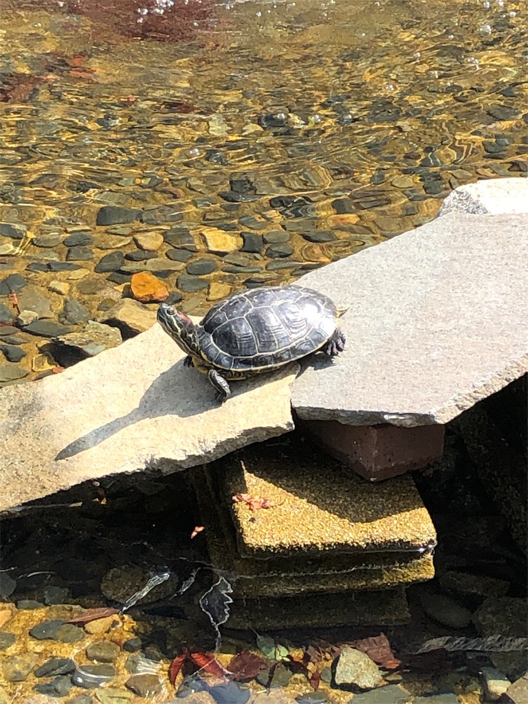 f:id:wakaiojisan:20190520112156j:image